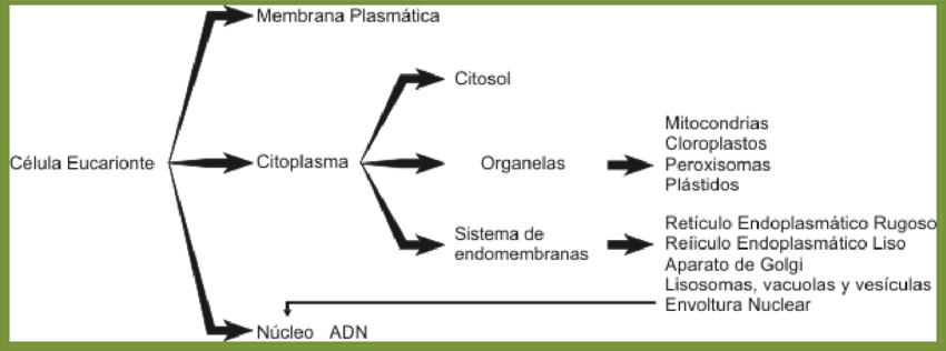 esquema de la celula animal conceptual