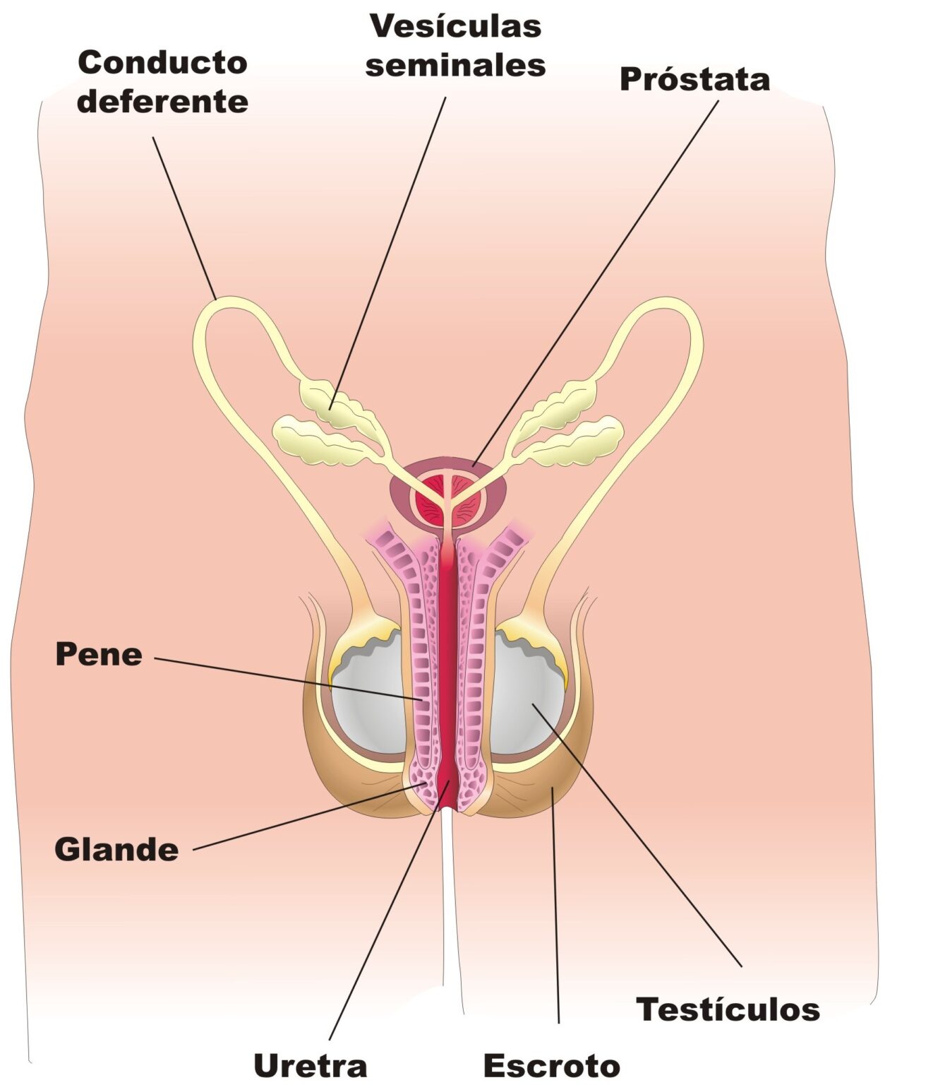 Esquema del aparato reproductor masculino Fotos Guía 2024