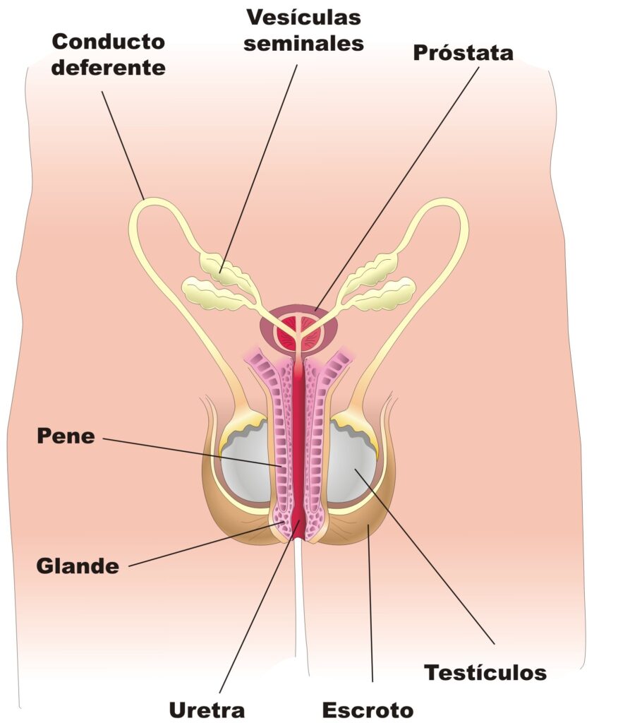 esquema del aparato reproductor masculino