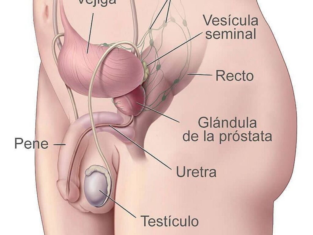 esquema del aparato reproductor masculino y femenino