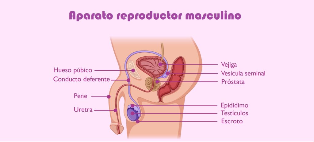 esquema del aparato reproductor masculino con nombres