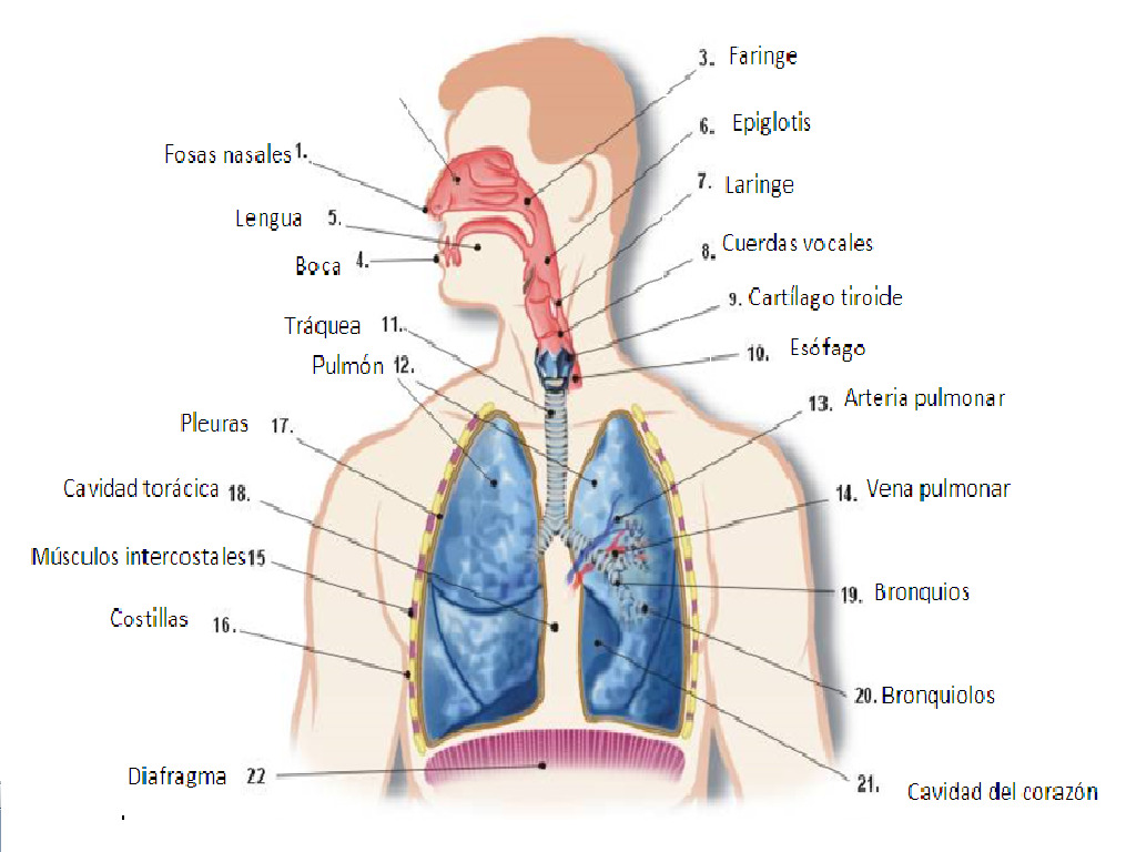 esquema del aparato respiratorio con nombres
