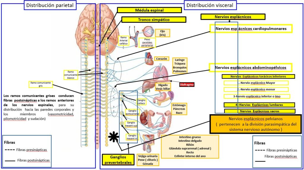 esquema del sistema nervioso para niños
