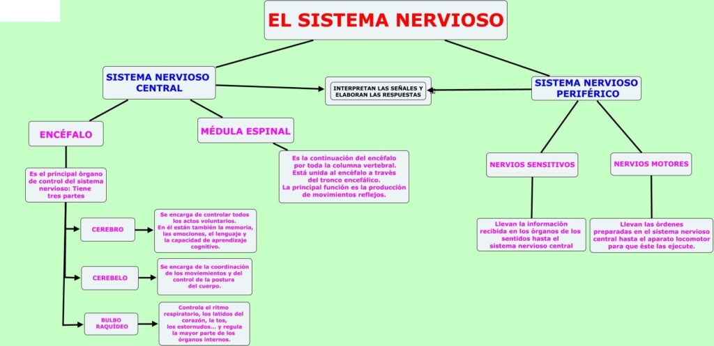 esquema del sistema nervioso de los vertebrados