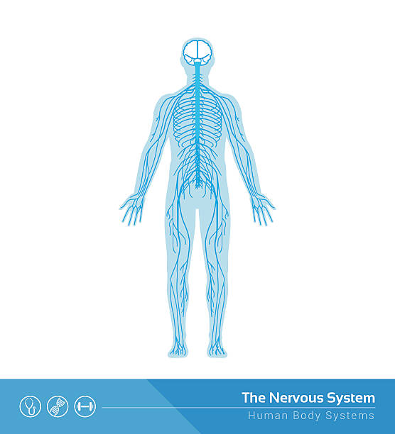 ▷ Esquema del sistema nervioso ¡Fotos & Guía 2021!