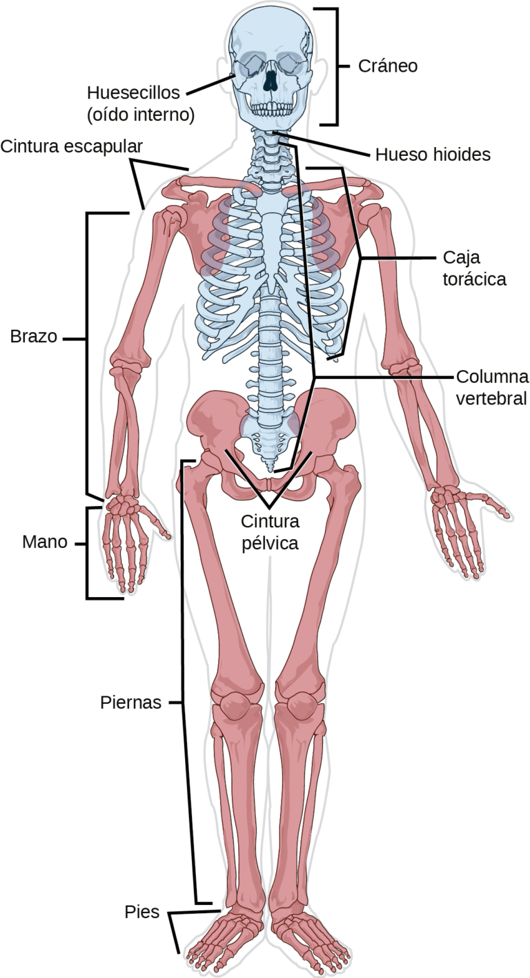 Esquema del sistema oseo Fotos Guía 2024