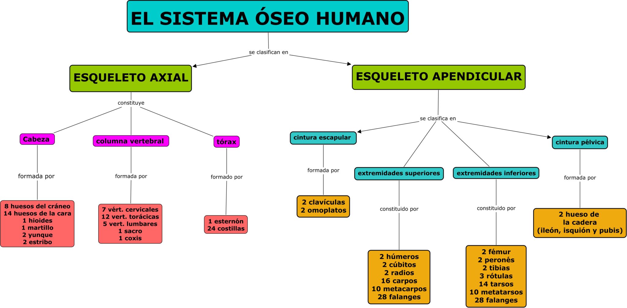 Esquema Del Sistema Oseo Fotos Gu A