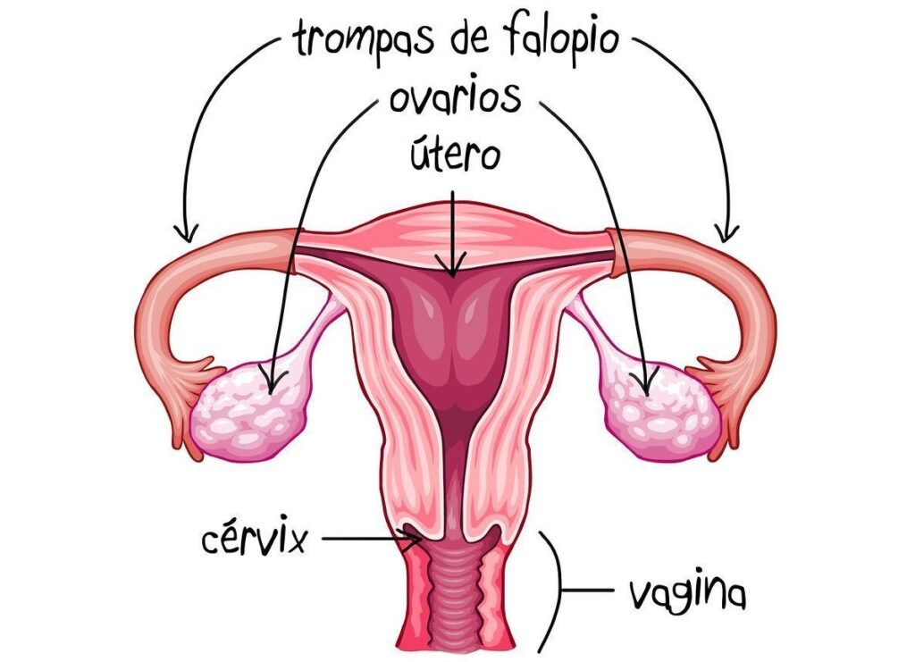 esquema del aparato reproductor femenino interno