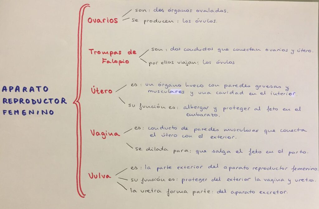 	esquema del aparato reproductor femenino en español