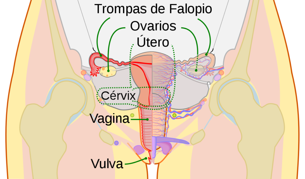 esquema del aparato reproductor femenino y sus funciones