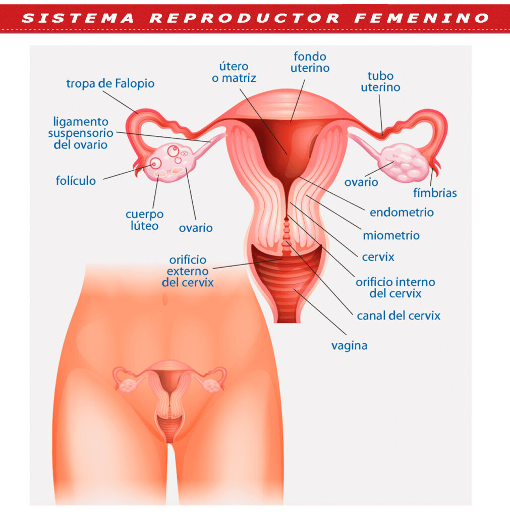 	esquema de anatomia y fisiologia del aparato reproductor femenino