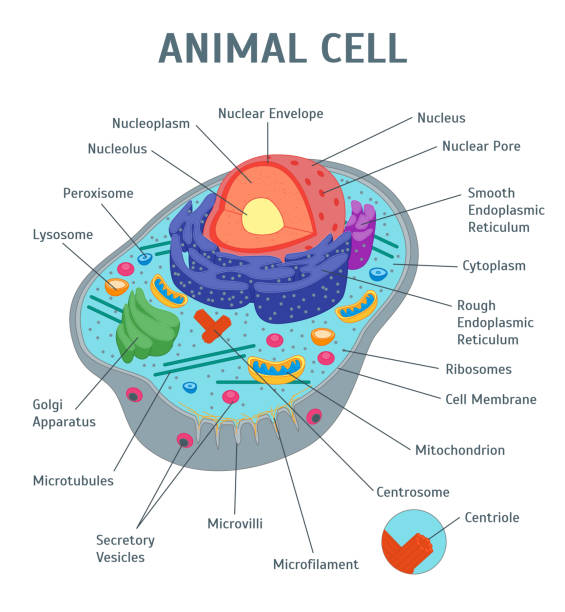 esquema de la celula animal con sus organelos