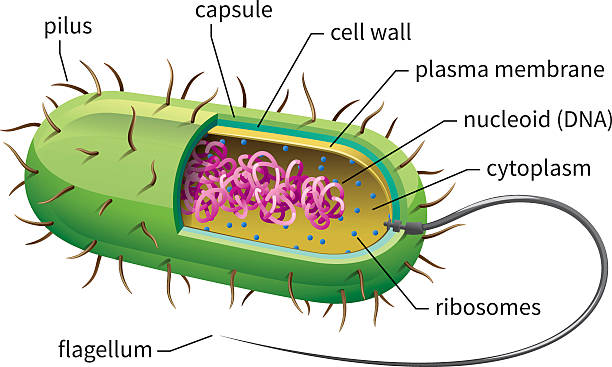 esquema de la celula eucariota y sus organelos
