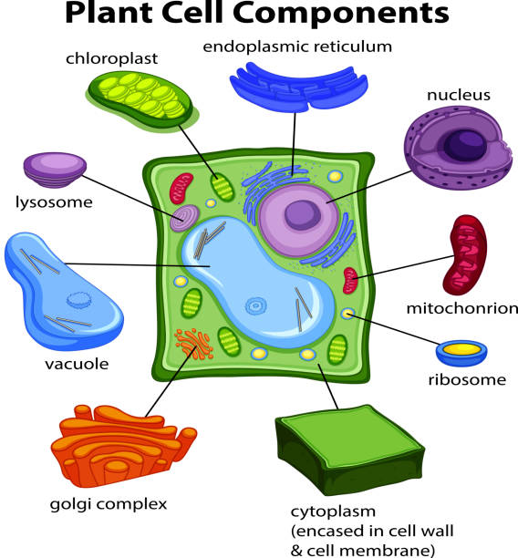 esquema de la fotosintesis para niños de primaria	