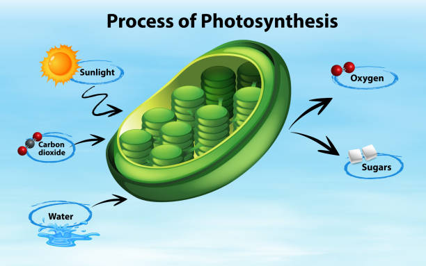esquema de la fotosintesis en español