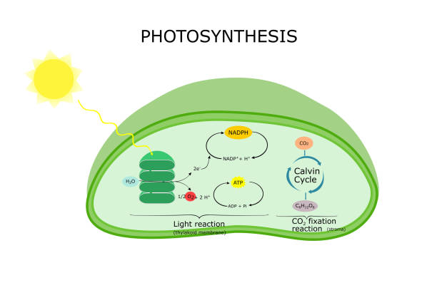 esquema de la fotosintesis en una hoja