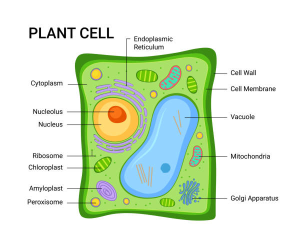 esquema de la fotosíntesis para niños