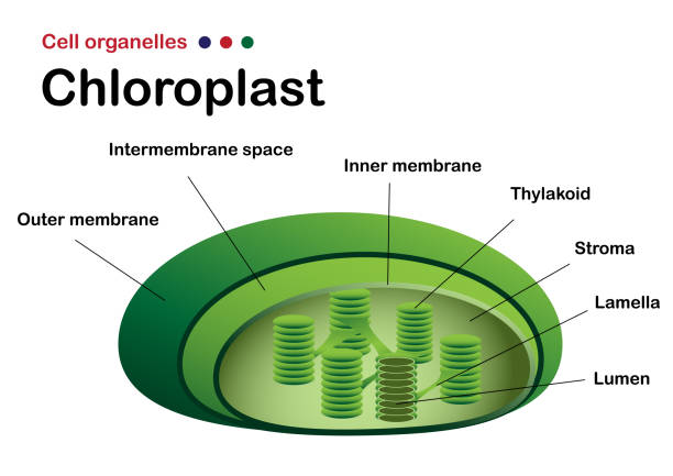 esquema de la fotosintesis y respiracion celular