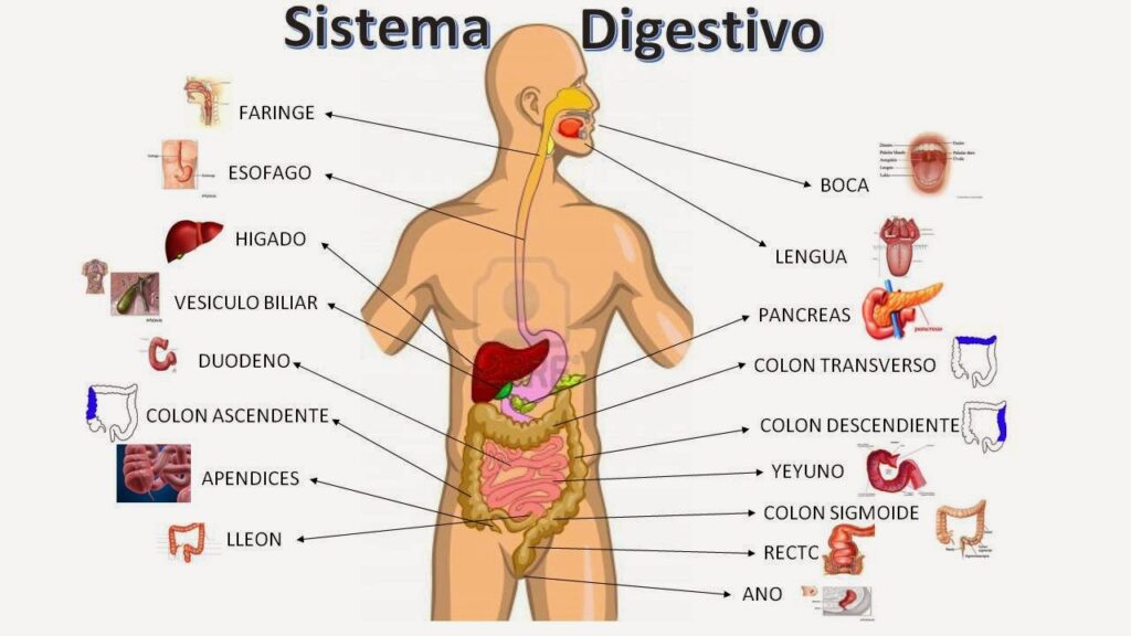 esquema del aparato digestivo y sus funciones