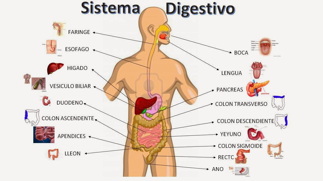 Esquema Del Aparato Digestivo Fotos Gu A