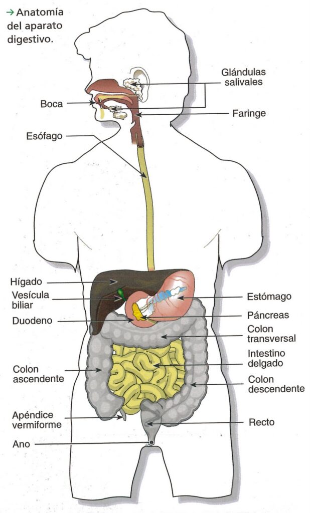 esquema del aparato digestivo humano