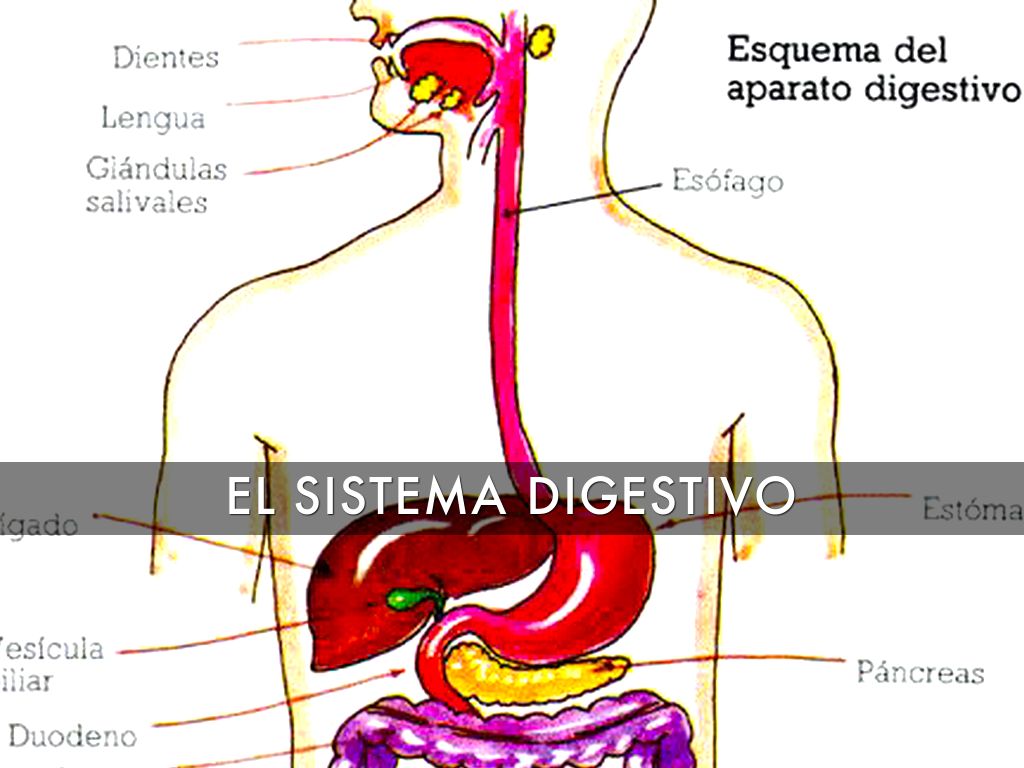 esquema del sistema digestivo animal