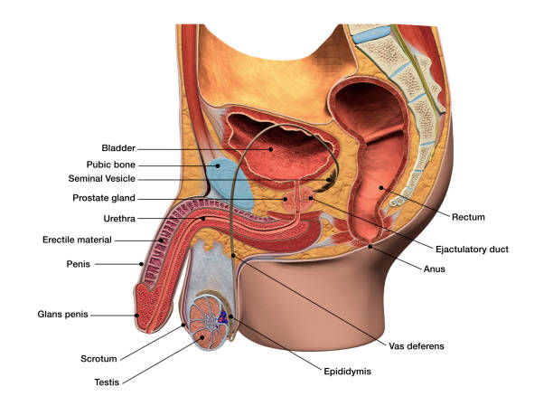 esquema del aparato reproductor masculino interno y externo