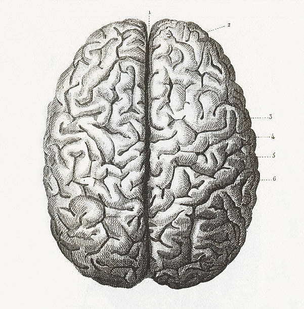 esquema del cerebro y sus funciones