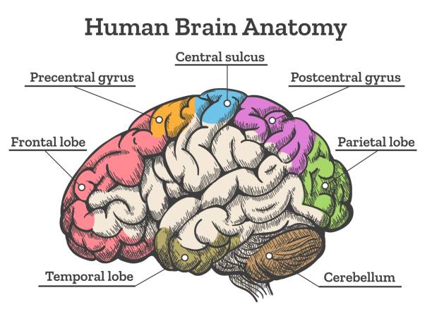 esquema del cerebro humano y sus partes	