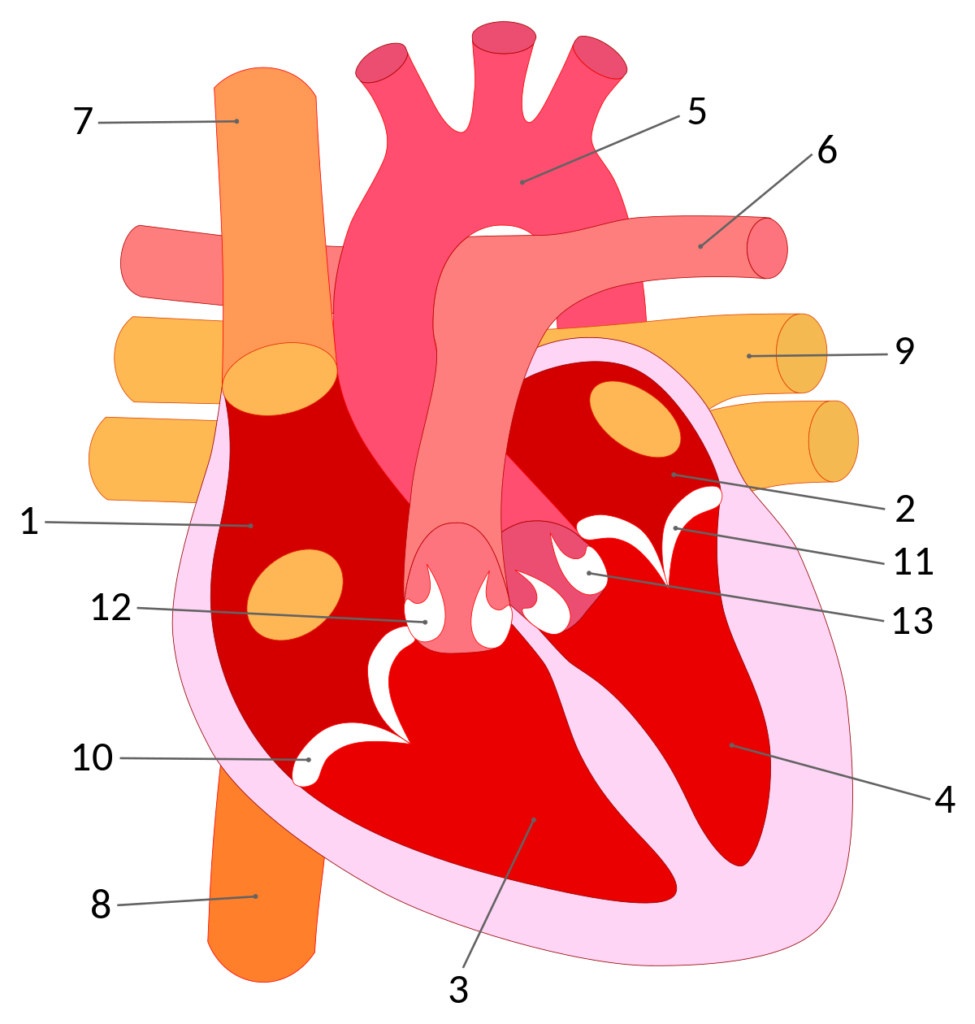 esquema corazon amigurumi