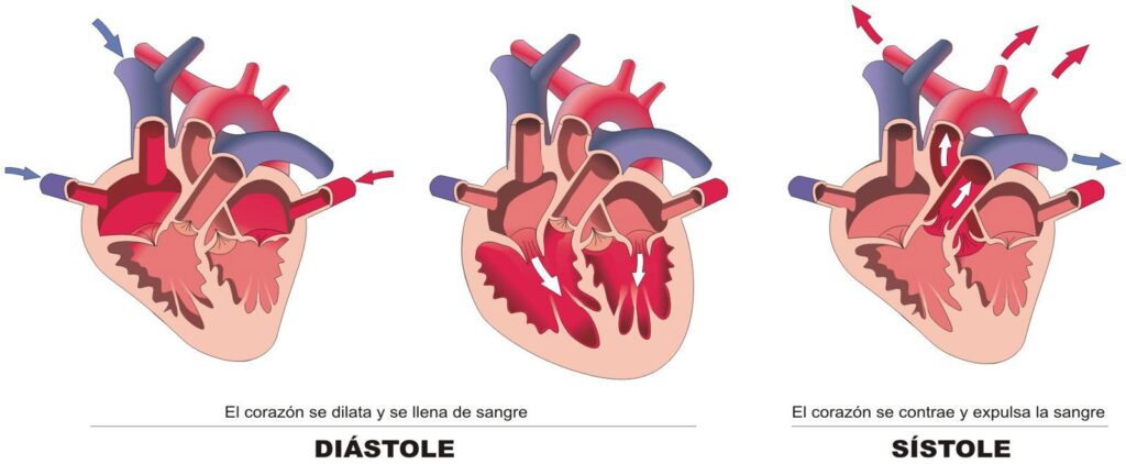 esquema arterias corazon