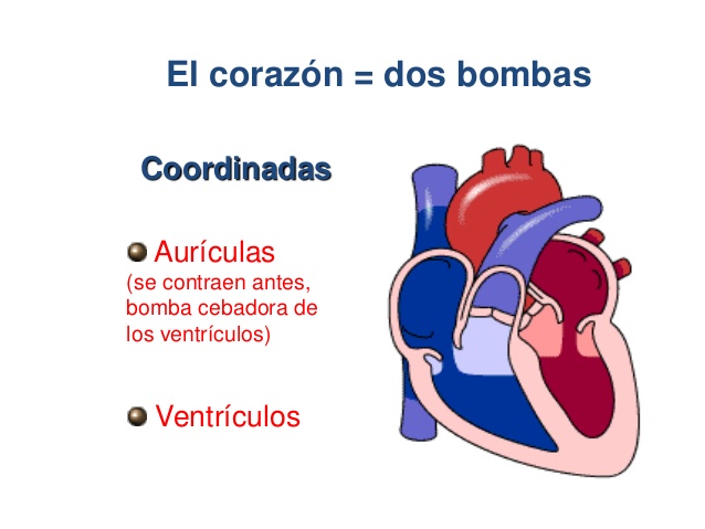 esquema anatomia del corazon