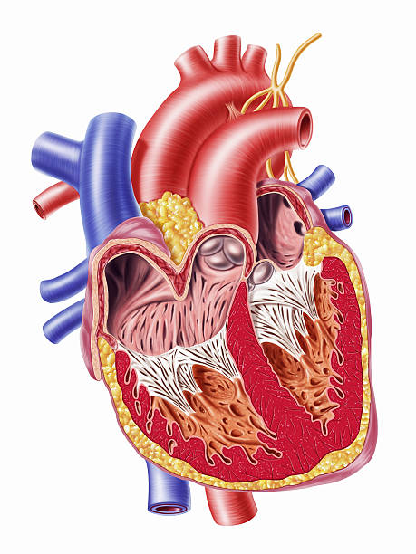 esquema del corazon y sus funciones