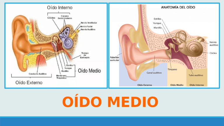 Esquema del oído Fotos Guía 2024