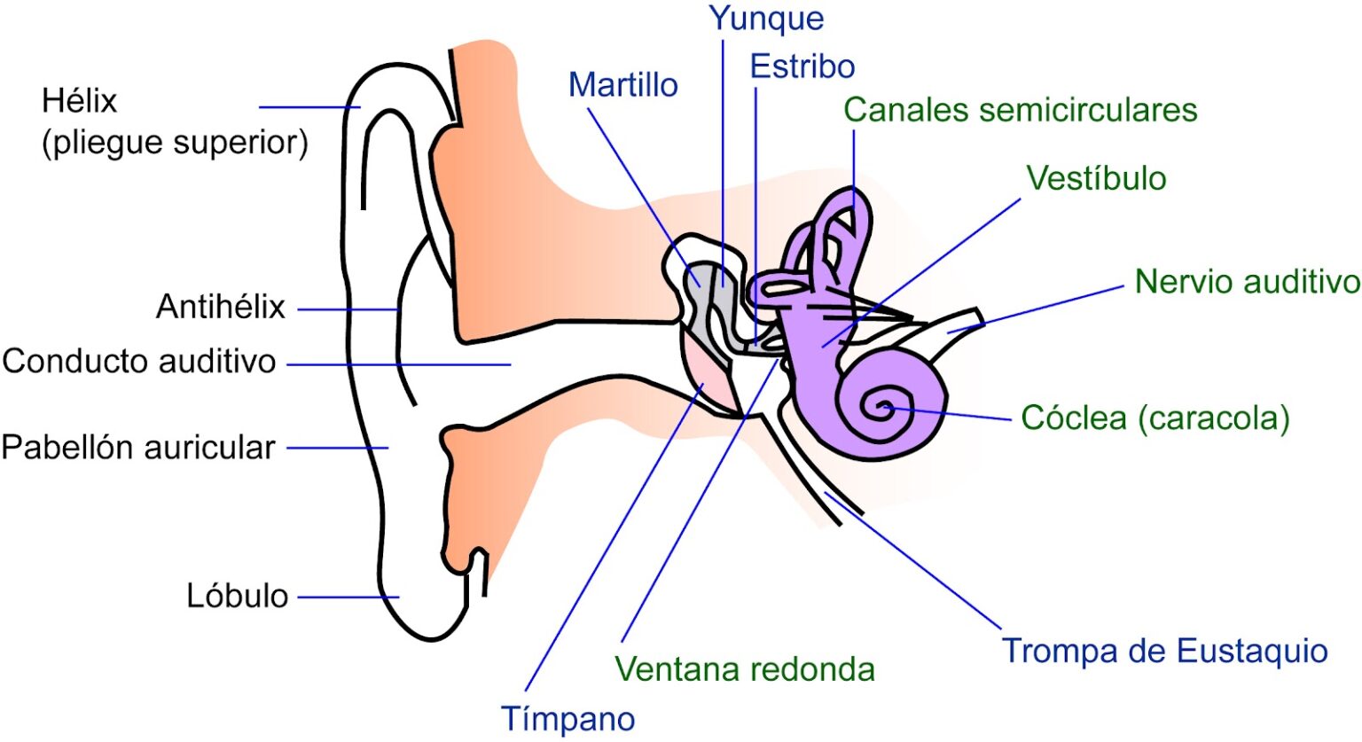 Esquema del oído Fotos Guía 2024