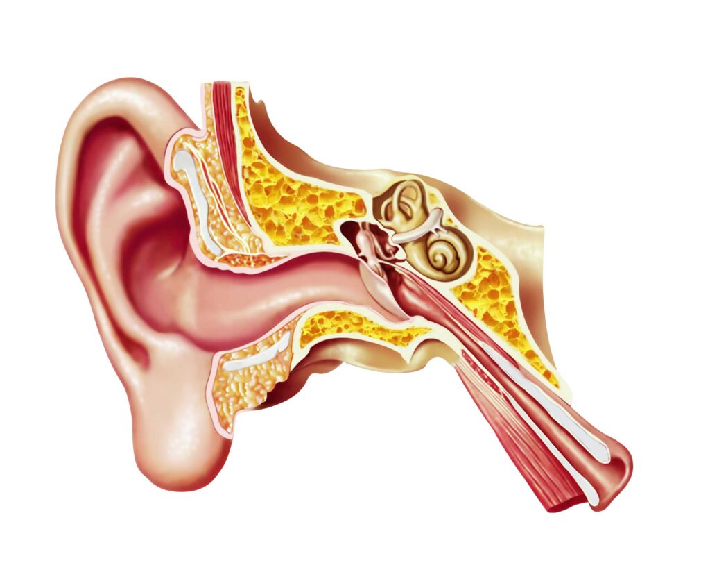 esquema del oído con sus partes