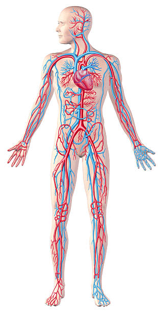 esquema del sistema circulatorio para dibujar