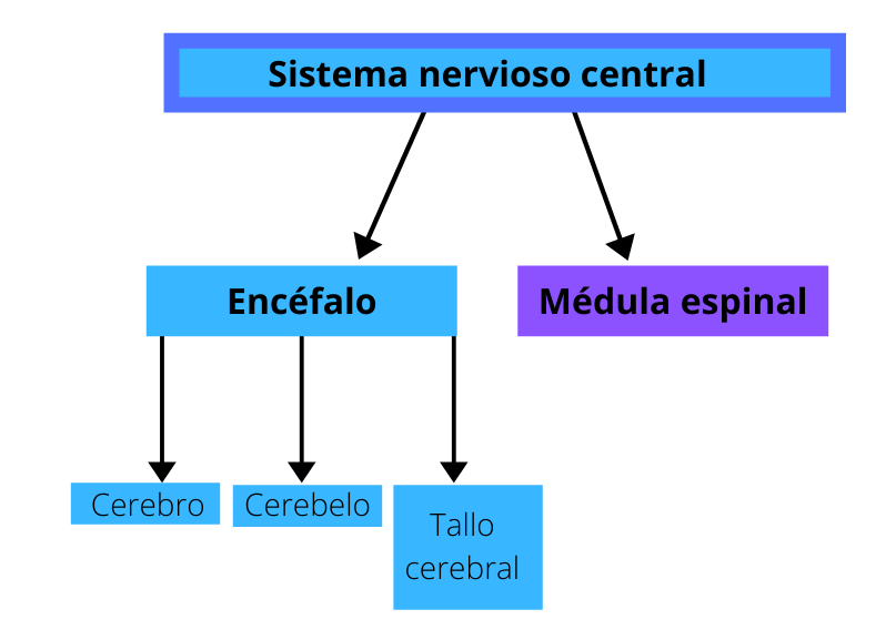 esquema del sistema nervioso humano	
