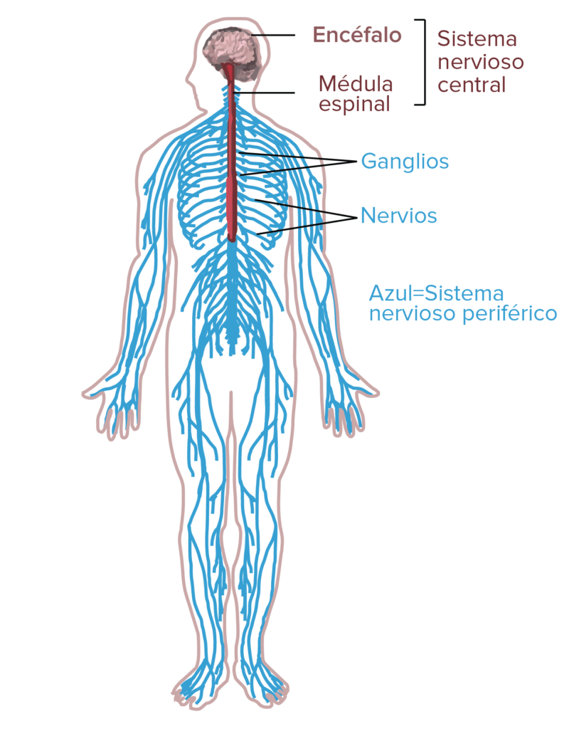 esquema del sistema nervioso y sus caracteristicas