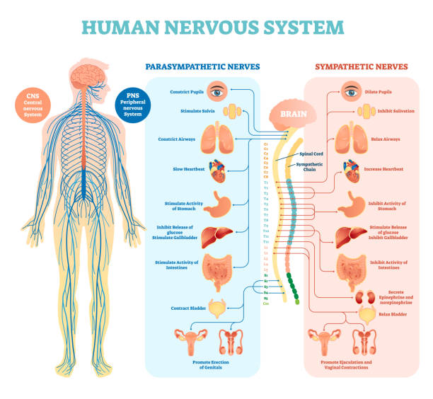 esquema del funcionamiento básico del sistema nervioso
