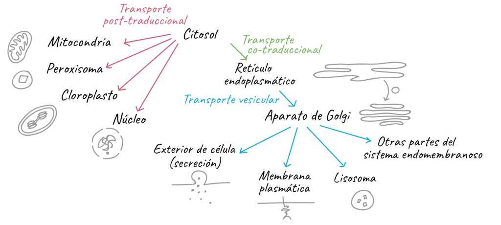 esquema de las fases de la sintesis de proteinas