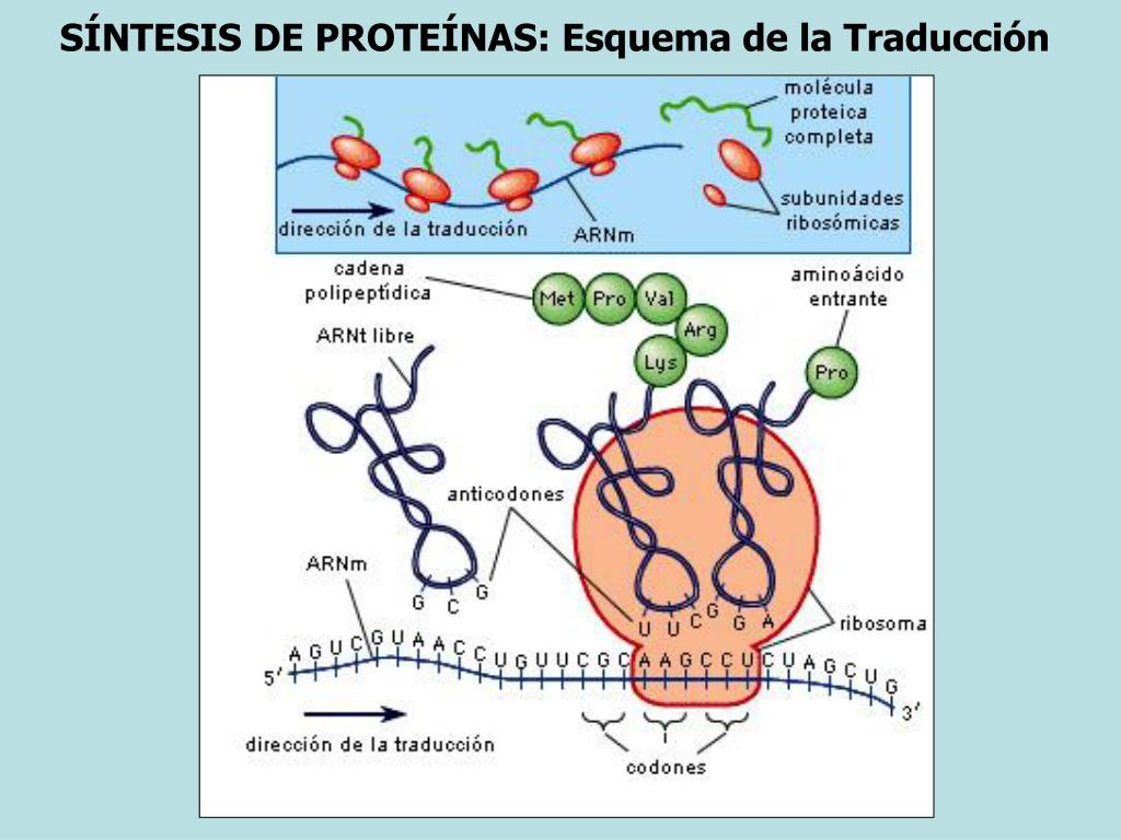 esquema proceso de sintesis de proteinas