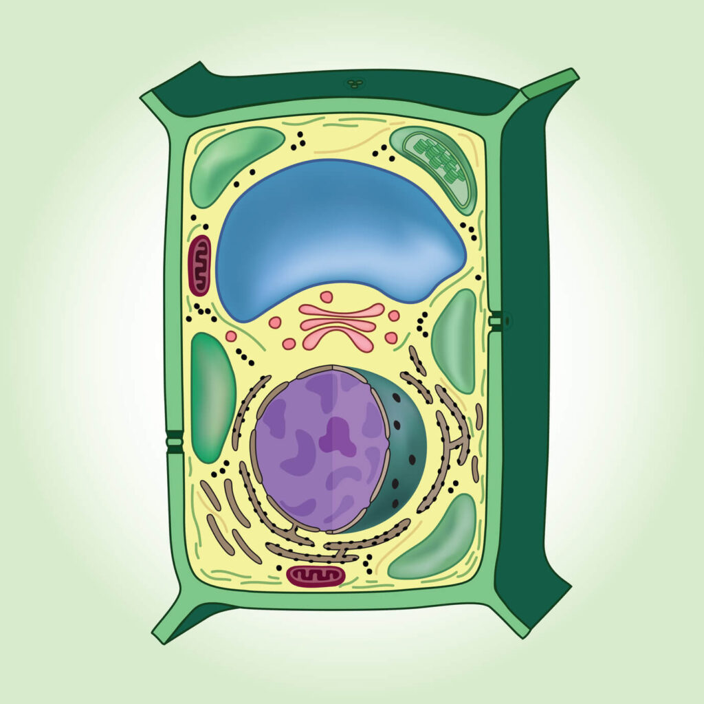 esquema de la celula vegetal y sus partes