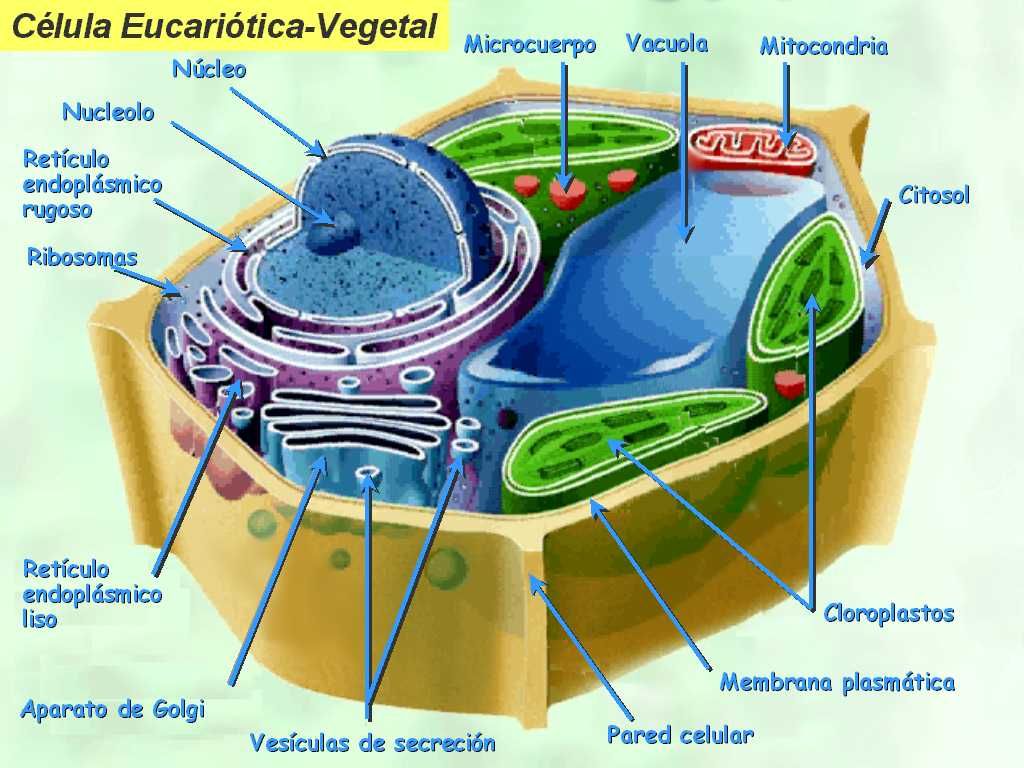 esquema de la celula animal y vegetal indicando sus componentes