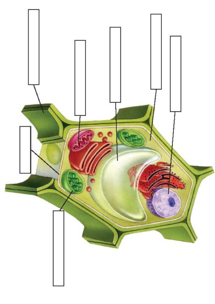 Featured image of post Celula Animal Y Vegetal Sin Las Partes : ● pared vegetal o celular: