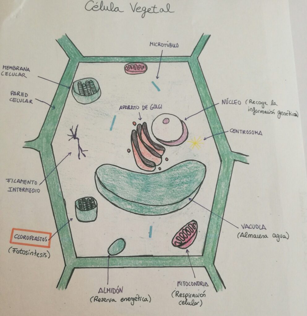 esquema de celula vegetal para completar
