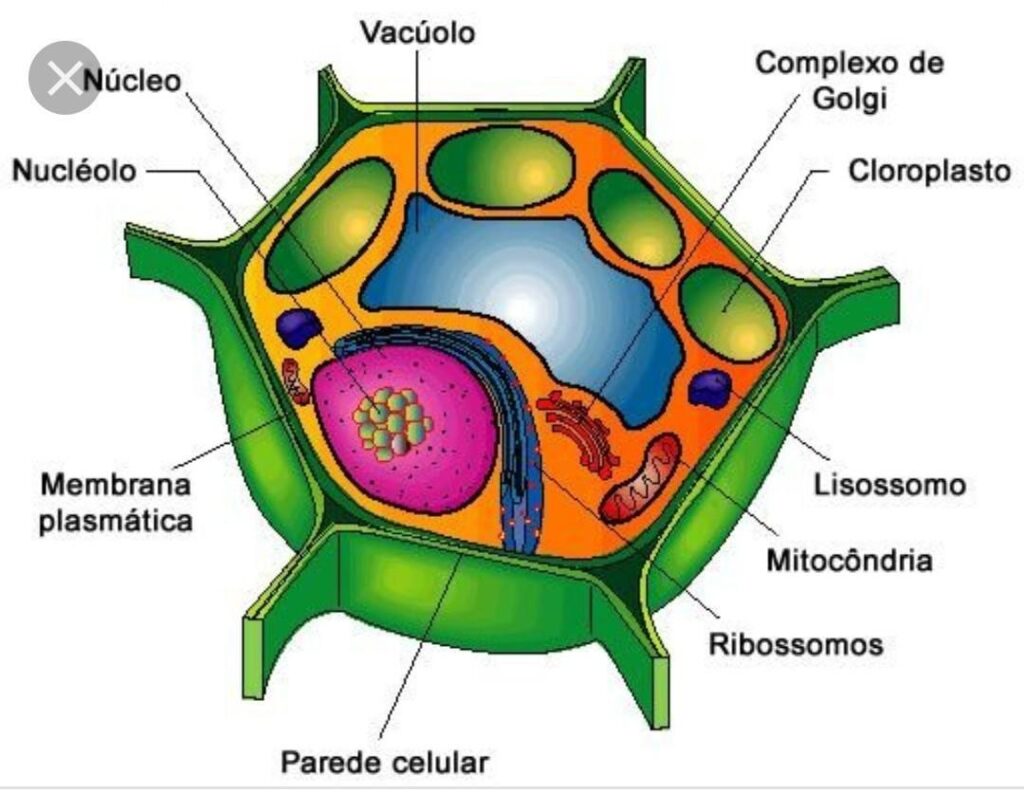 esquema de la celula vegetal con sus partes y funciones