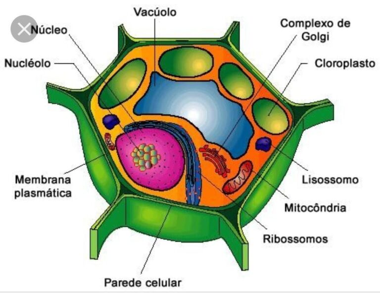 Celula Vegetal Partes Y Funciones