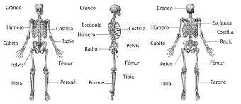 esquema de huesos del craneo