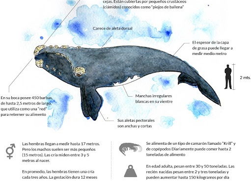 esquema de la ballena gris